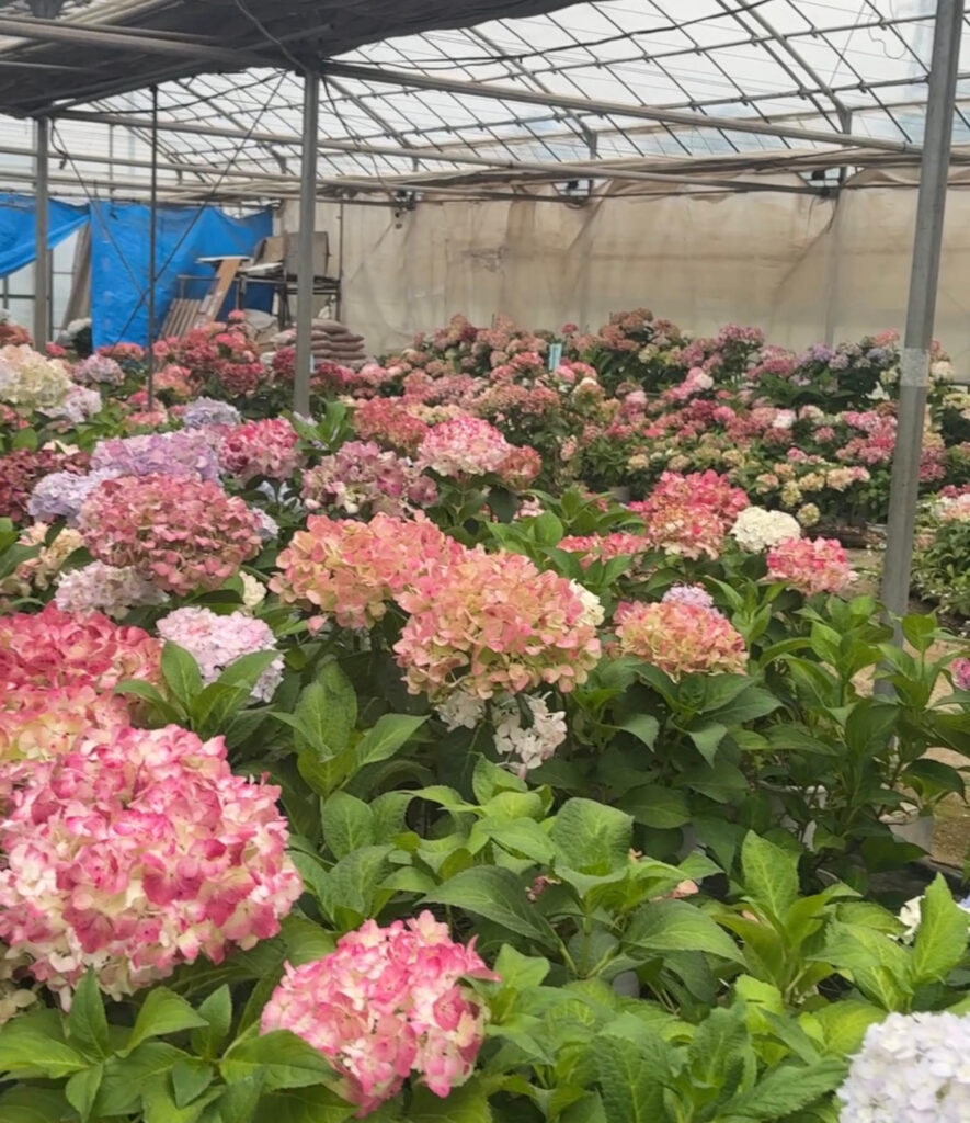 みつる植物研究所のビニールハウス